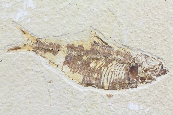 Knightia Fossil Fish - Wyoming #74098